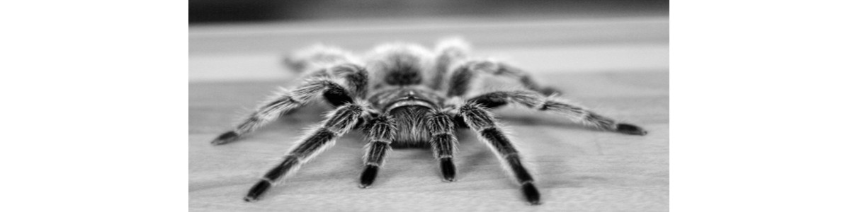 Ihr Netzwerk spinnt ?